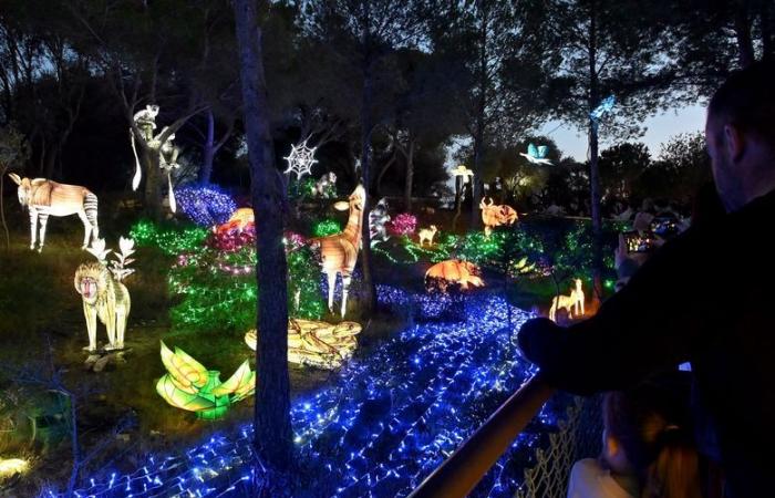 FOTOS – Die Lichter Afrikas im Sigean African Reserve: visuelle Magie in der Nähe von Narbonne