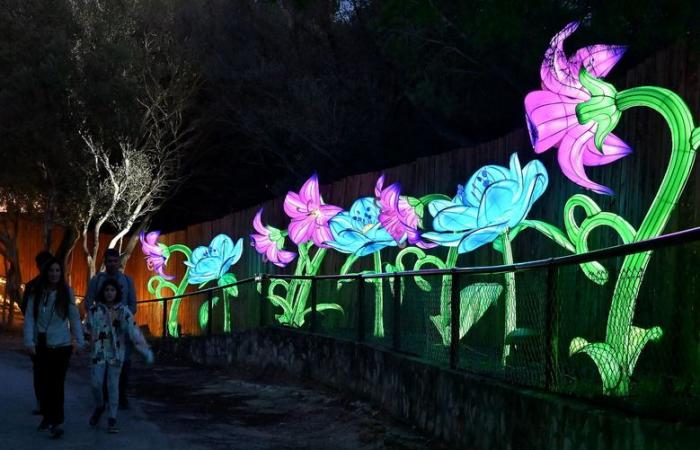 FOTOS – Die Lichter Afrikas im Sigean African Reserve: visuelle Magie in der Nähe von Narbonne