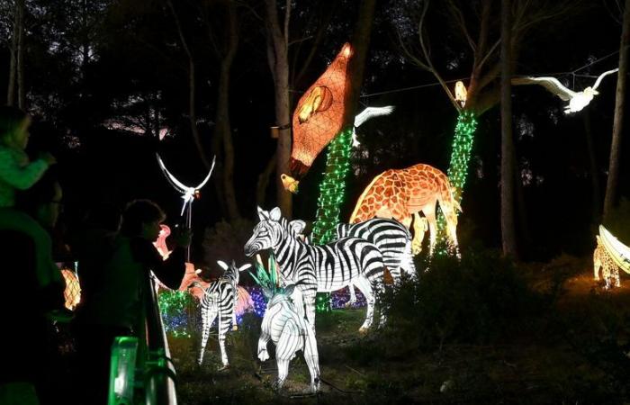 FOTOS – Die Lichter Afrikas im Sigean African Reserve: visuelle Magie in der Nähe von Narbonne