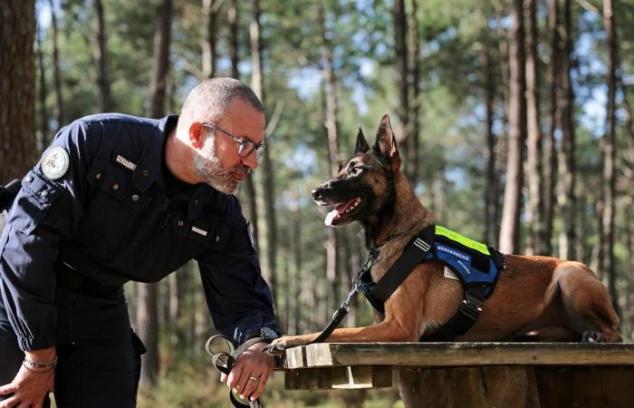 Aus der SPA ist ein Malinois heute der Stolz der bewaffneten Gendarmerie