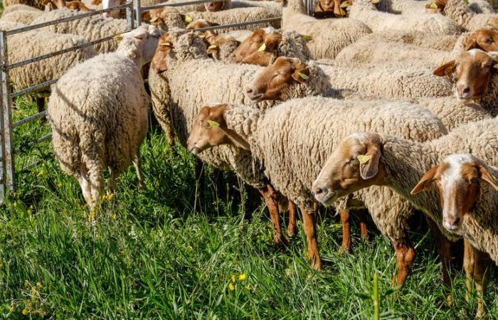 Angesichts des Fortschreitens der Blauzungenkrankheit fordert der Präfekt von Hérault die Züchter auf, ihre Tiere zu impfen