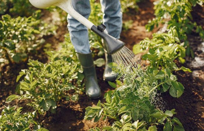 Welche Auswirkungen hat der ökologische Landbau auf die Umwelt?