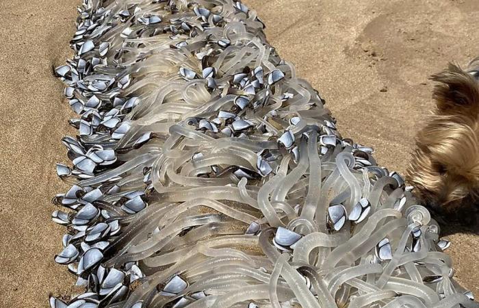 Eine seltsame Kreatur taucht an einem Strand in Australien auf und ein Spezialist erklärt ihre Natur Verschiedenes