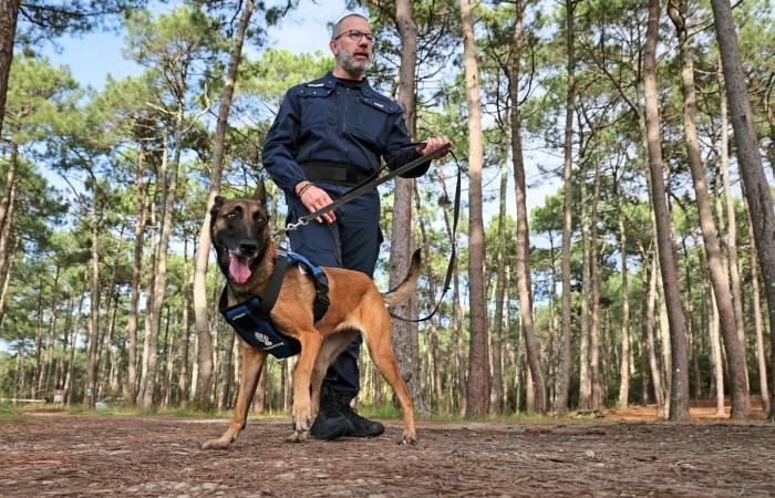 Aus der SPA ist ein Malinois heute der Stolz der bewaffneten Gendarmerie