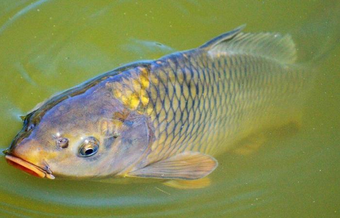 Karpfen, Barsche, Hechte, Aale … Die Zuckerverschmutzung eines Kanals in der Ile-de-France führt zum Tod einer „sehr großen Menge Fische“