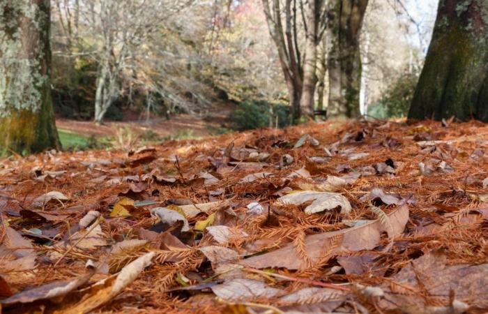 Der Teppich aus toten Blättern ist im Herbst eine Augenweide und hat auch seine Verwendungsmöglichkeiten: Hier erfahren Sie welche