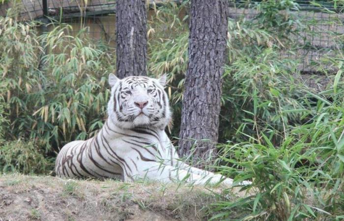 Ein weißer Tiger aus dem Zoo La Flèche ist gestorben