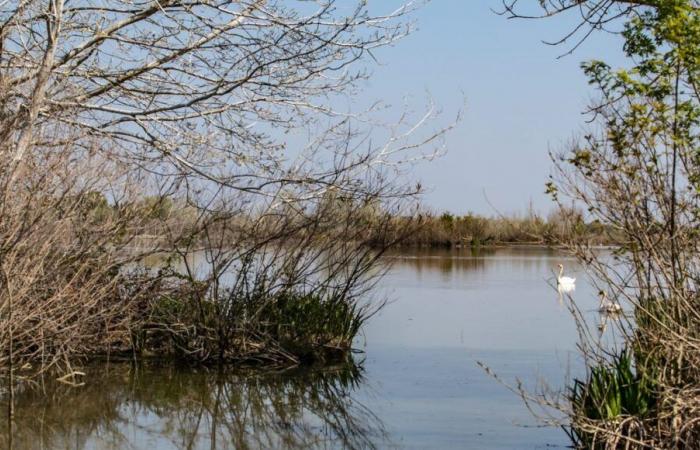 Rhône-Überschwemmungen: „Der Staat bietet uns 16 km Deich anstelle der geplanten 56 an“, Gilles Dumas, Präsident von SYMADREM