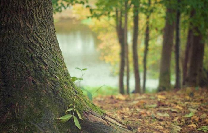 Was ist dieses Konzept eines Aschenwaldes, der in Seine-et-Marne das Licht der Welt erblicken könnte?