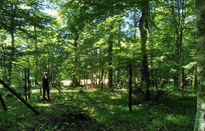 Welchen Einfluss haben Hirsche auf die Wälder und Wiesen von Aubrac? Studien, um es zu messen