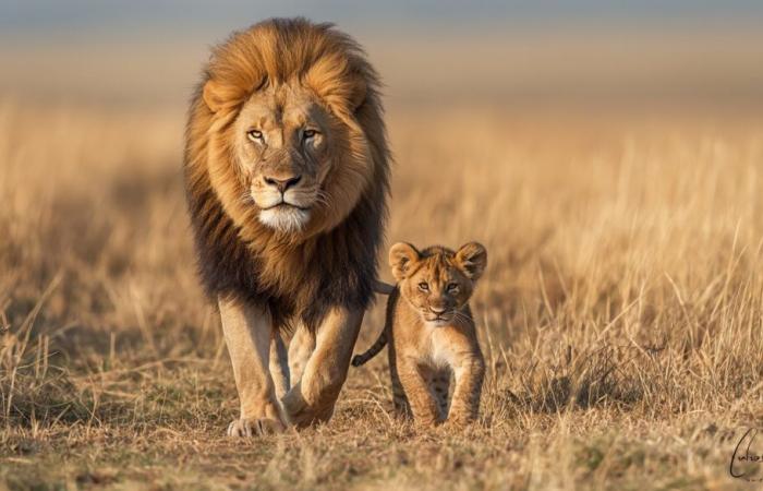 „Der König der Löwen“, dieser Welterfolg, an den Disney nicht geglaubt hat – 11.05.2024 um 08:30 Uhr