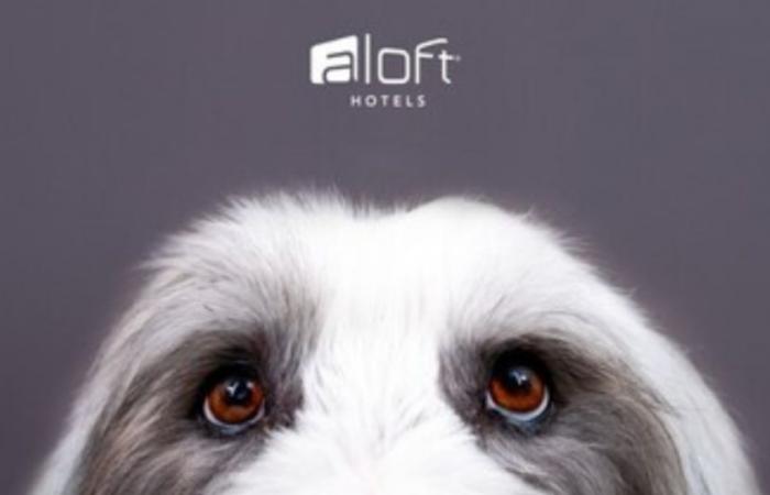 Aloft Milwaukee Downtown ist heute Abend Gastgeber von „No Watch Pawties“.