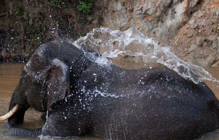 Ein kleiner Sumatra-Elefant ist geboren, eine gute Nachricht für diese vom Aussterben bedrohte Unterart