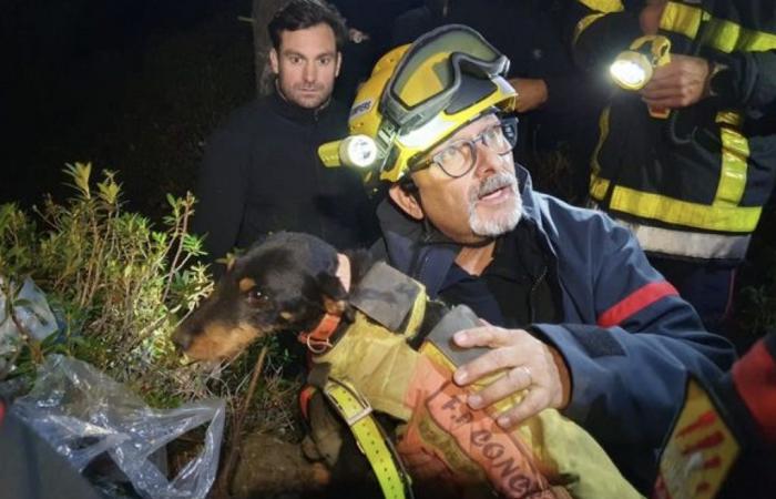 die unglaubliche Rettung eines Hundes in einer Höhle in den Pyrénées-Orientales