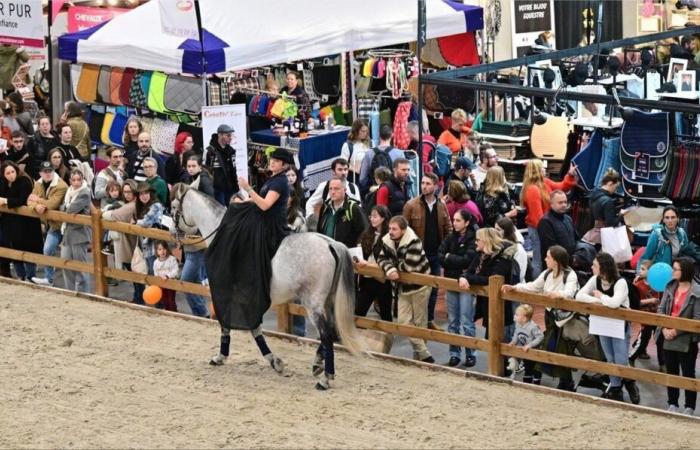 Maine-et-Loire. Nur noch wenige Tage bis zur Eröffnung der Pferdeshow in Angers