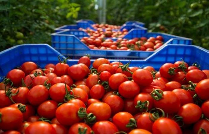 Marokko: Tomatenpreise sind erneut gestiegen