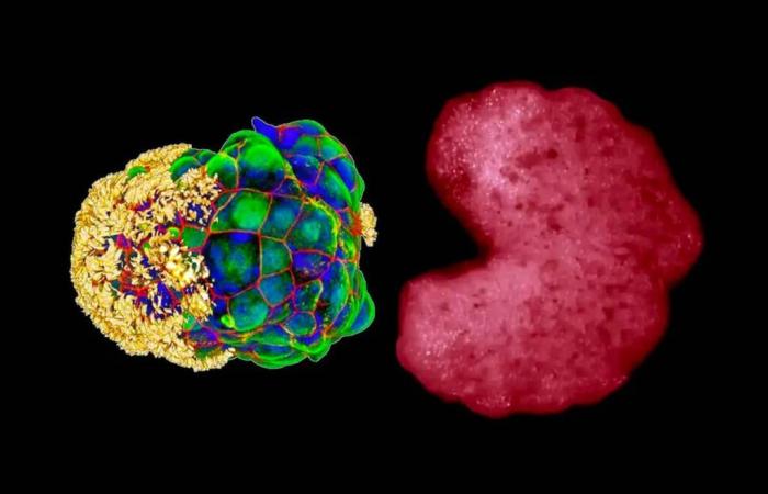 Wissenschaftler bestätigen einen „dritten Zustand“ zwischen Leben und Tod