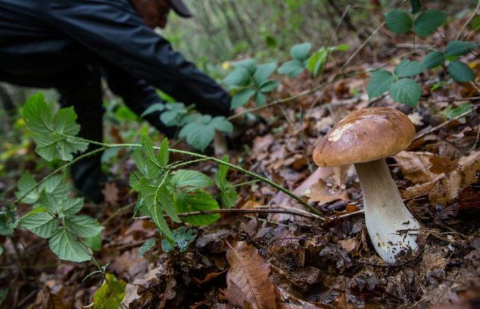 „Hilf mir, ich werde sterben!“: Der Jäger verwechselt ihn mit einem Wildschwein und erschießt ihn, sein Bein wird amputiert, sagt der Pilzsammler aus