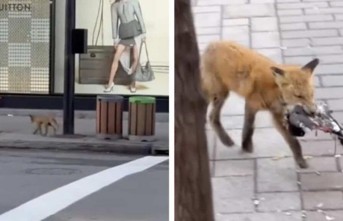 Ein in der Innenstadt von Montreal gesehener Fuchs löst im Internet eine Reaktion aus