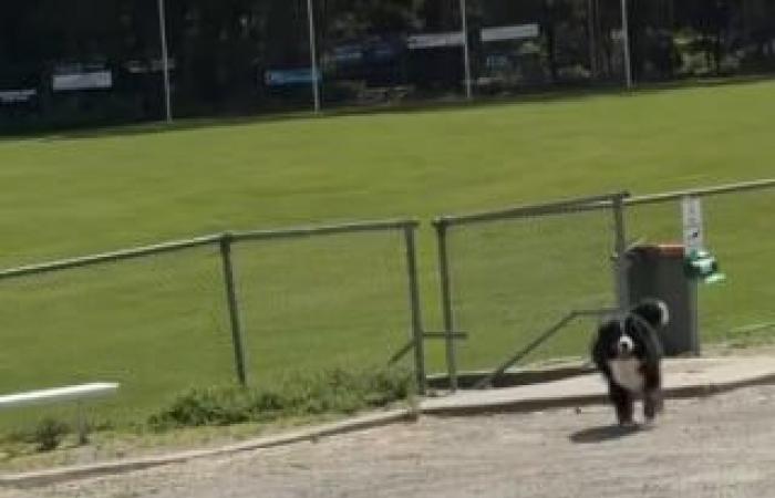 Die Besitzerin eines Berner Sennenhundes, die sich weigert, den Park zu verlassen, ergreift drastische Maßnahmen, um sie zu überzeugen (Video)