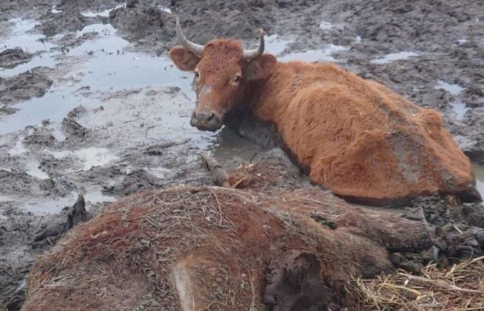 Ihre unmögliche Rettung: 35 Wildrinder, die in den Sümpfen der Loire-Atlantique geschlachtet wurden