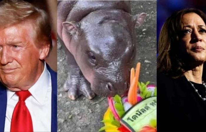 US-Wahlen: Während Trump-Asse ins Weiße Haus rennen, macht Baby Hippo Moo Deng es absolut richtig | Weltnachrichten