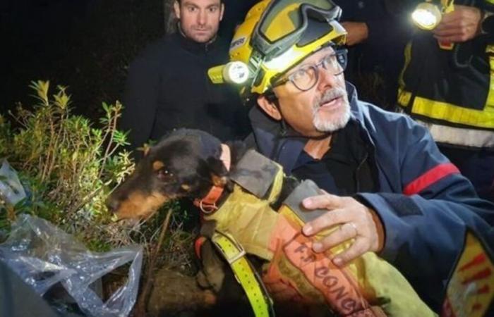 Feuerwehrleute und Höhlenforscher… Die spektakuläre Rettung eines Hundes, der seit Samstag in den Pyrénées-Orientales gefangen ist