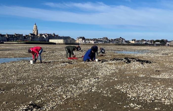 Per Dekret der Präfektur ist der Muschelfang in der Loire-Mündung verboten