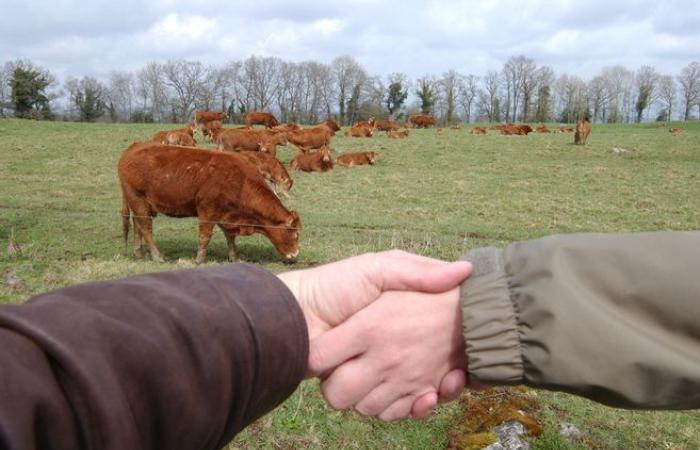 „Wir verlieren jede Woche 200 Betriebe“: Haute-Loire wird ein Forum zur heiklen Frage der landwirtschaftlichen Übertragung veranstalten