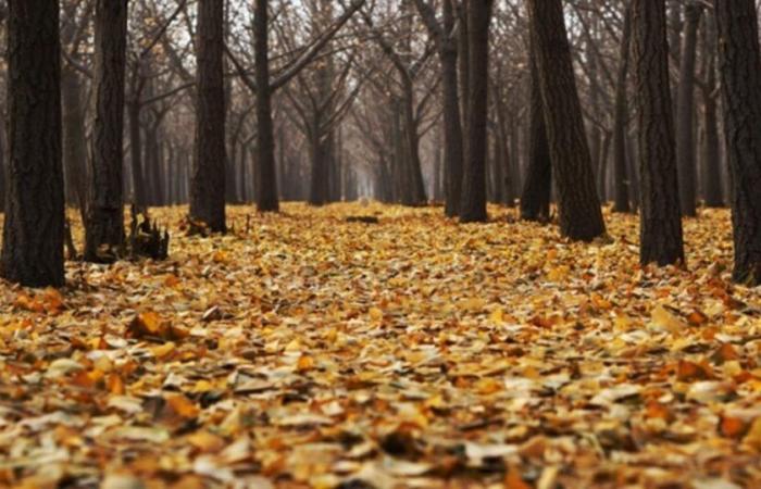 Temperaturrückgang nächste Woche: Veränderung der Atmosphäre