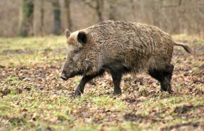 Ein 52-jähriger Jäger wurde nach einem Wildschweinangriff verletzt