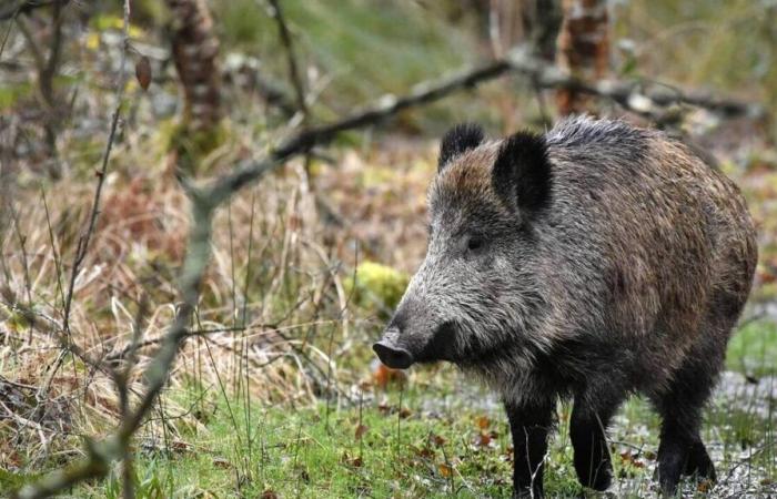 Um „den Kindern eine Freude zu machen“, hält ein Paar ein Jahr lang ein Wildschwein: Das Tier wird eingeschläfert