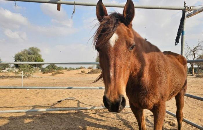 Isère. Pferd stirbt, als es von einem Auto angefahren wird