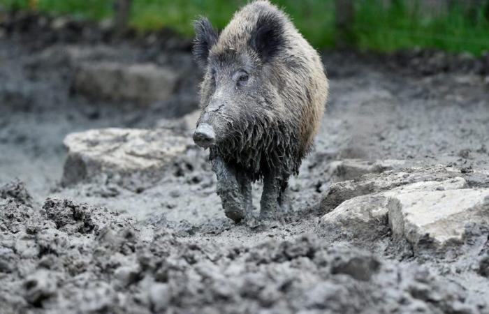 Die Sau Cocotte wurde einem Tierpark anvertraut, nachdem sie drei Jahre lang in einem unhygienischen Stall gelebt hatte