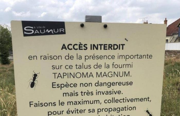 In Saumur haben invasive Ameisen nicht an Boden gewonnen, aber der Kampf geht weiter