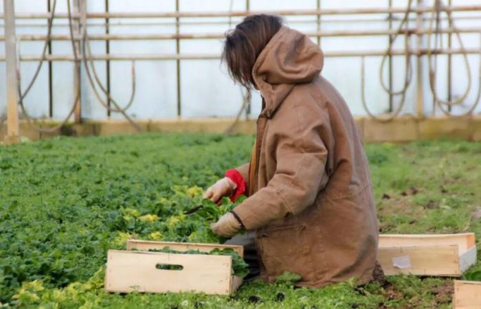 Ein Bauer aus Couserans wurde für die Ausgabe 2025 des Kalenders „Belles des Prés“ ausgewählt