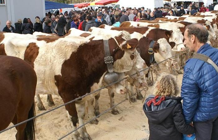 Große Saint-Martin-Messe in Seyssel, eine der wichtigsten in der Region!