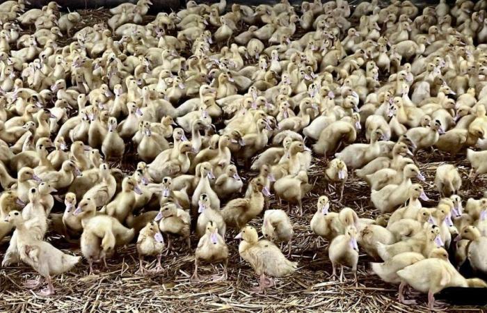 Landes: In einer Entenfarm in Saint-Etienne-d’Orthe wurde ein Fall von Vogelgrippe festgestellt