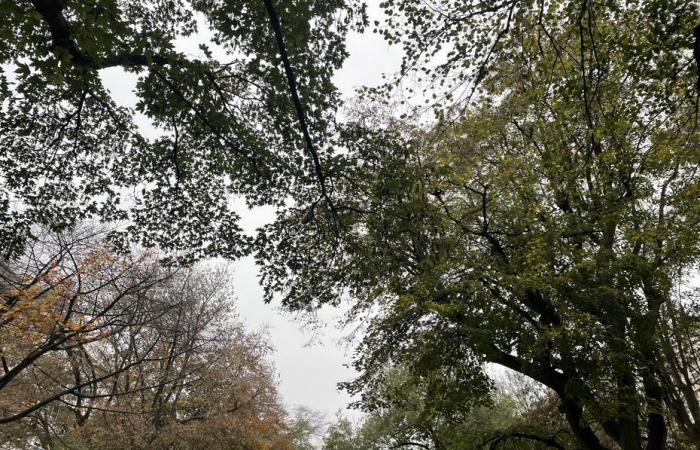 Wetterbericht. Wie ist das Wetter in Hauts-de-France an diesem Donnerstag, den 7. November?