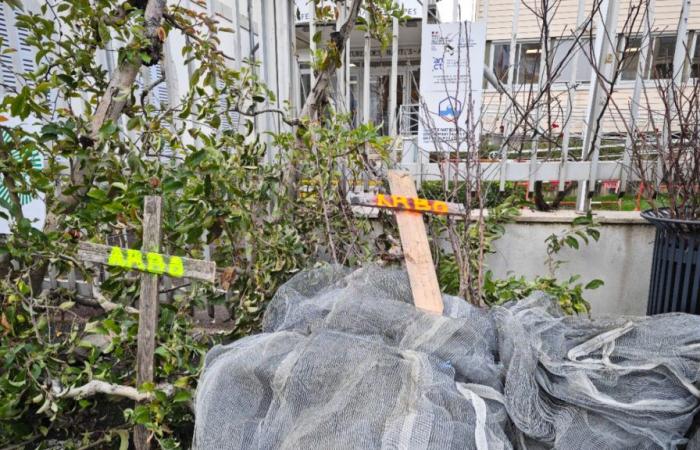 Beunruhigte Baumpfleger in den Hautes-Alpes angesichts „immer höherer Standards“