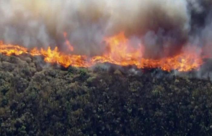 Kalifornische Wälder werden von Flammen verwüstet