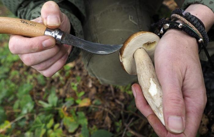 Pilze sammeln: Diesen Donnerstag beantwortet ein Spezialist live Ihre Fragen