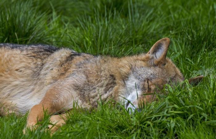 Ist er tot oder verletzt? Ein unauffindbarer Wolf, nachdem er vorschriftsmäßig auf ein Rudel geschossen hat