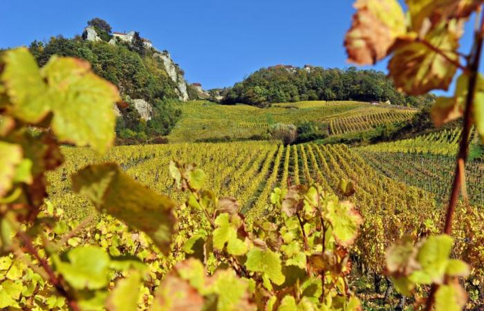 IN BILDERN. In dieser Lage des Jura wurde die Landschaft endgültig von Masten und Stromleitungen befreit