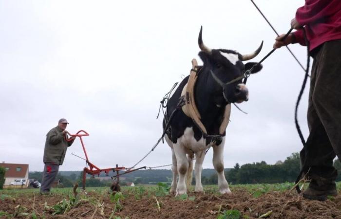 VIDEO – Viehzucht in Frankreich: Wiedergeburt einer uralten landwirtschaftlichen Praxis