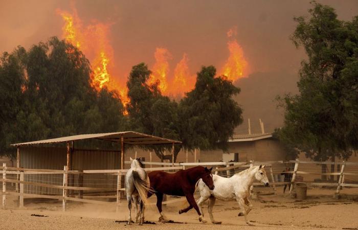 Großbrand in Kalifornien | Mehr als hundert Häuser in der Nähe von Los Angeles zerstört