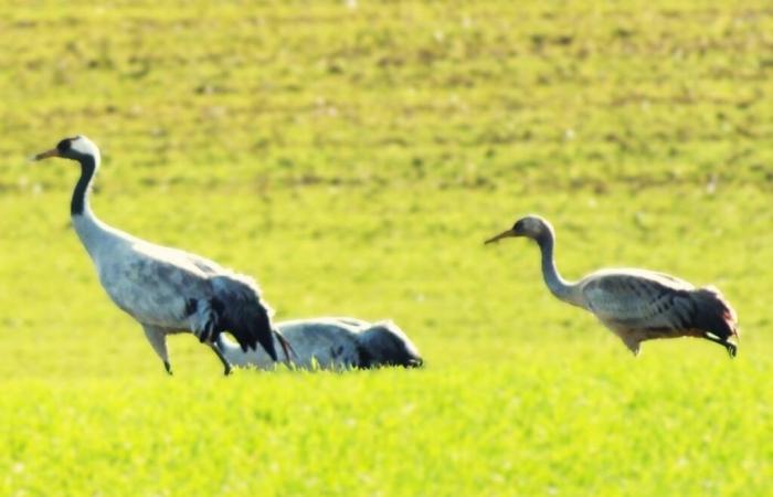 Hunderte von Kranichen oberhalb der Haute-Marne