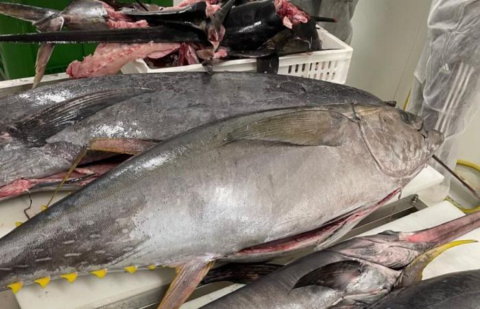 Guyana: In Guyana werden bald pelagische Fische gefangen, eine erste erfolgreiche Versuchskampagne