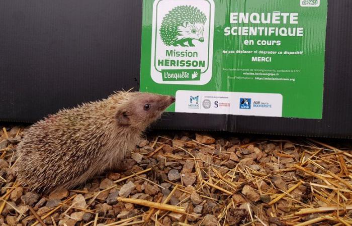 Lapenne. Igelmission und Treffen rund um die Vögel der Ariège