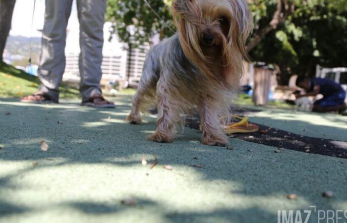 Diese Hunde und Katzen, die auf La Réunion Könige wurden